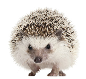 Czynnik transkrypcyjny 'Sonic Hedgehog' wyzwala przemianę komórek macierzystych w średnie neurony kolczaste