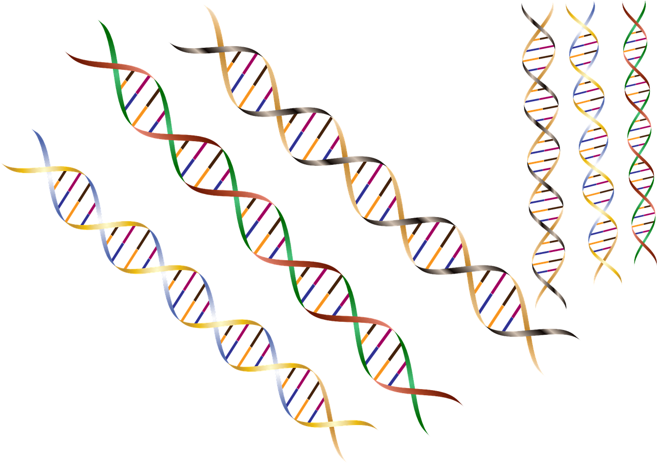 Modyfikatory genetyczne to niewielkie zmiany w zapisie DNA, które mogą przyczyniać się do wcześniejszego wystąpienia objawów u osób z chorobą Huntingtona.