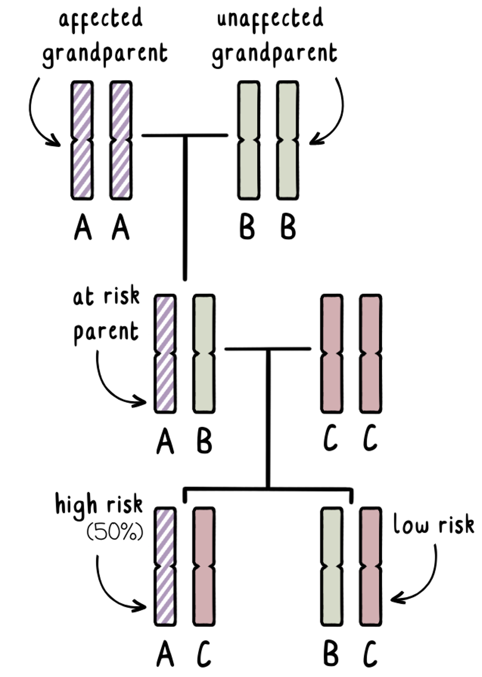 Jak działa badanie wykluczające, aby "wykluczyć" przekazanie fragmentu DNA wysokiego ryzyka od dotkniętego chorobą dziadka do zarodka