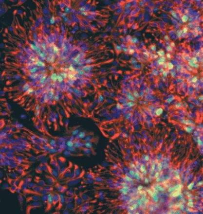 Ludzkie embrionalne komórki macierzyste rosnące na płytce  