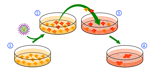 Przegląd procesu tworzenia komórek IPSC z komórek skóry. 1) komórki skóry rosną w naczyniu i otrzymują (2) geny niezbędne do przemiany w komórki macierzyste. (3) Niektóre komórki odbierają 'rozkaz' przemiany w indukowane pluripotencjalne komórki macierzyste (4).  