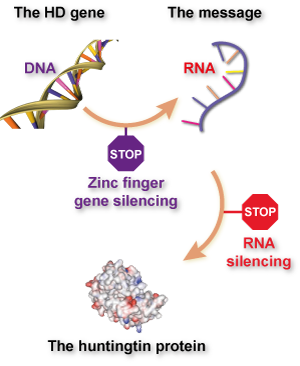 Różnica między wyciszaniem genu palcem cynkowym i 'tradycyjnym' wycelowanym w RNA. Palce cynkowe zapobiegają powstawaniu RNA przez przyklejanie się do DNA, a techniki wyciszania, takie jak interferencja RNA (RNAi) lub antysensowne oligonukleotydy (ASOs)  zapobiegają powstawaniu białka poprzez przyklejanie się do RNA.  