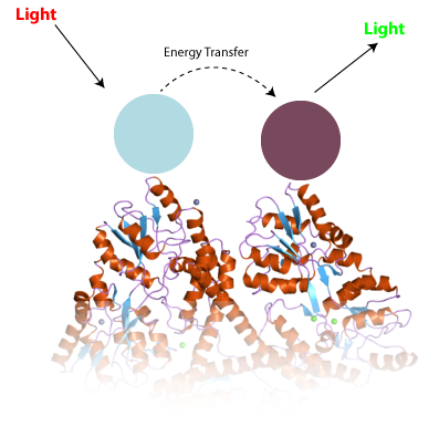 Zasada TR-FRET. Dwa różne przeciwciała (niebieskie i fioletowe) przyklejone do białka w rodzaju huntingtyny zmieniają właściwości światła w sposób, który możemy zmierzyć.  