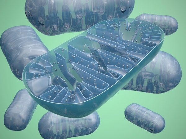 'Mitochondria' służą komórkom za elektrownie, ale w czasie pracy wydzielają szkoliwe cząsteczki.  