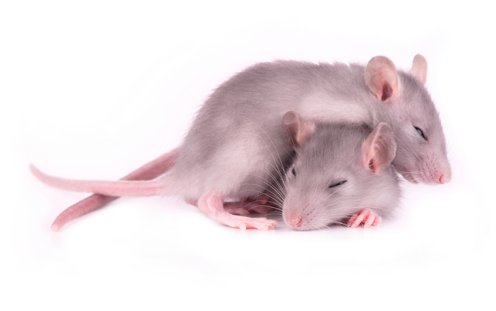 Badania w mysich modelach pomogły nam zrozumieć problemy ze snem u pacjentów HD. Optymizmem napawa fakt, że przywrócenie normalnego snu myszy HD pozytywnie wpłynęło na myślenie.  