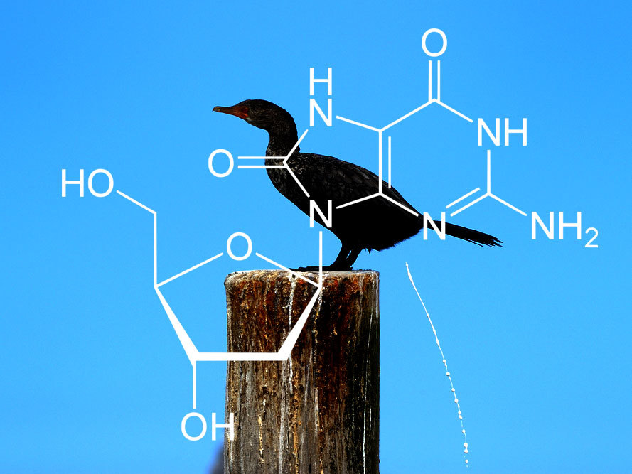 Struktura 8OHdG. czyli 8-hydroksy-deoksy-guanozyny. Powstaje na skutek uszkodzeń DNA a jego nazwa pochodzi od ptasiej kupy.  