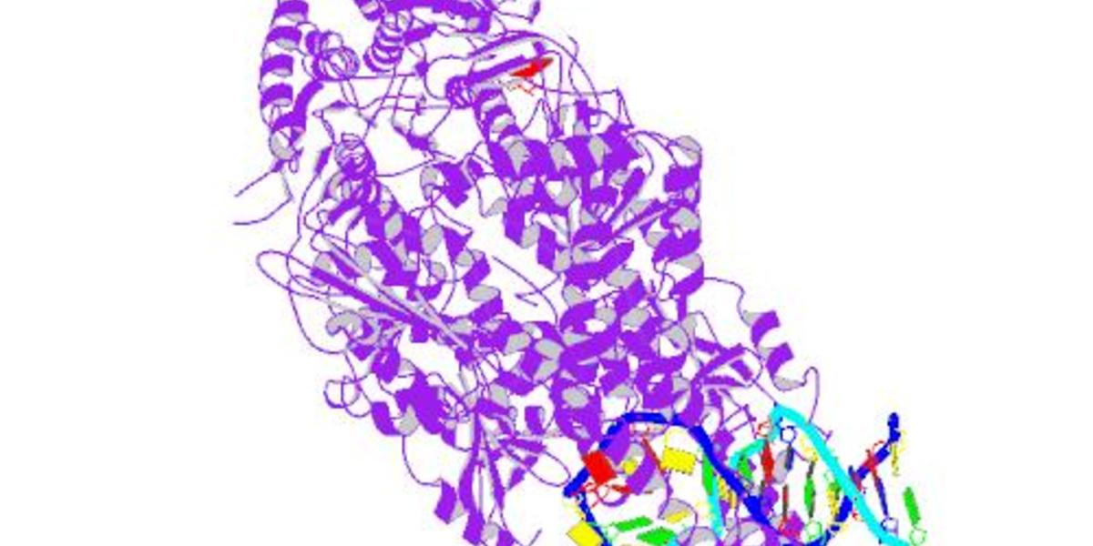 Białka naprawcze DNA destabilizują długie trakty CAG w genie choroby Huntingtona