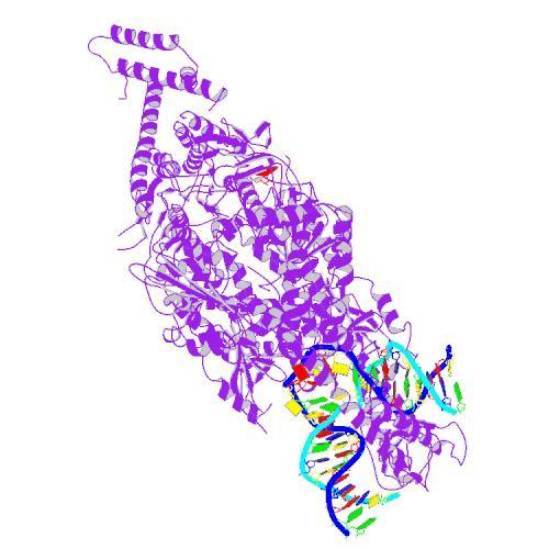 Rodzina białek MSH (purpurowe) skanuje DNA (sparowane nici) w poszukiwaniu błędów.  