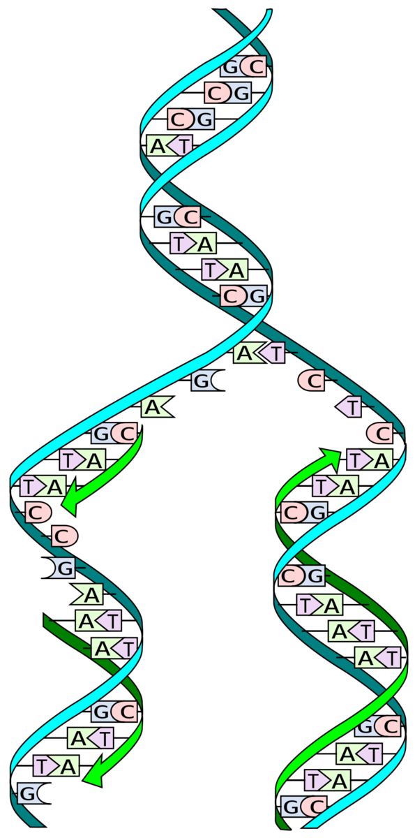 Podczas 'replikacji' DNA dwie nici 'podwójnej helisy' są rozdzielane,  do każdej nici dobudowywane są nowe pasma - perfekcyjnie powielając podwójną helisę.  