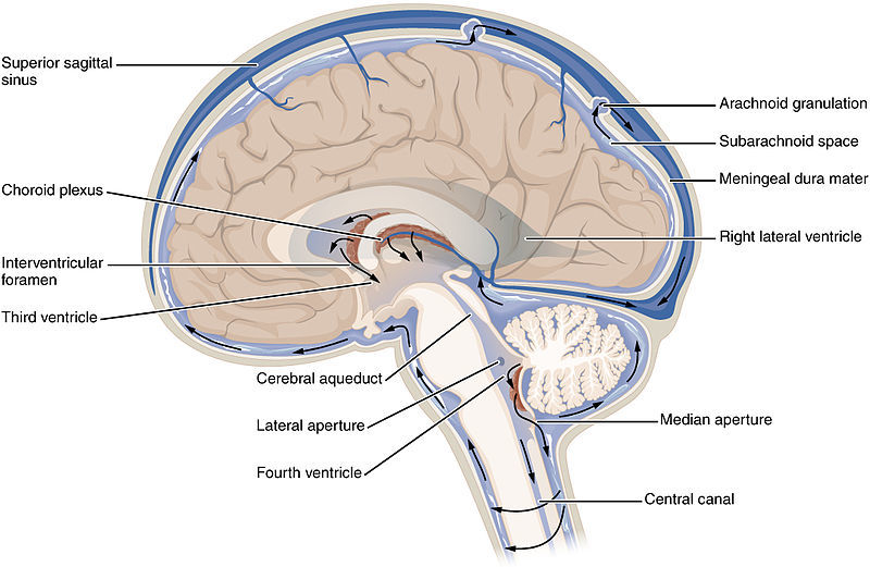 Płyn mózgowo-rdzeniowy (CSF) krąży w mózgu, oczyszcza go i pomaga usuwać komórkowe nieczystości.  