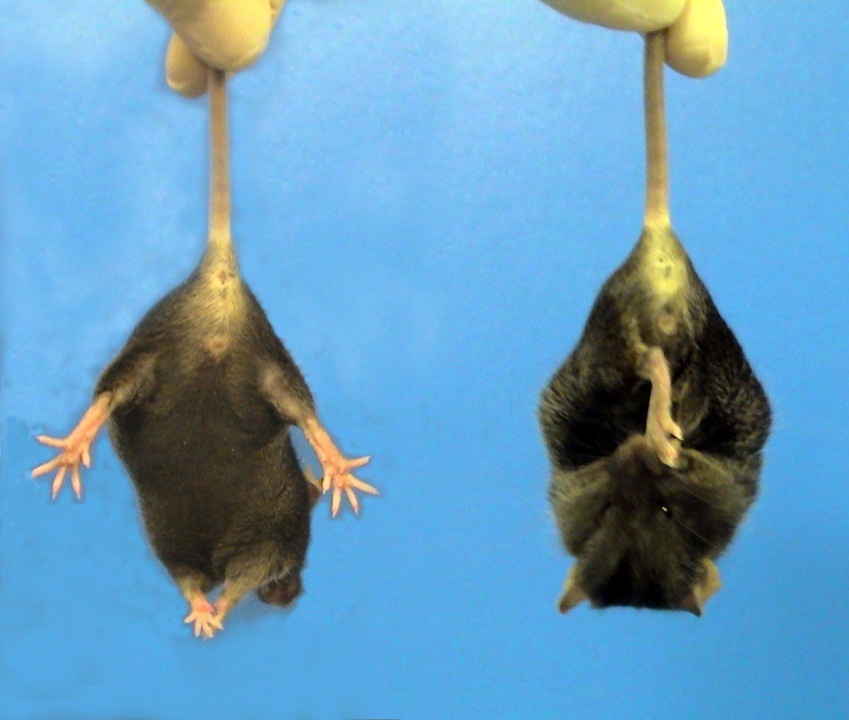 Przykład 'zaciskania' u myszy HD wykorzystanych w badaniu - mysz po prawej to mysz HD, po lewej - normalna mysz.  