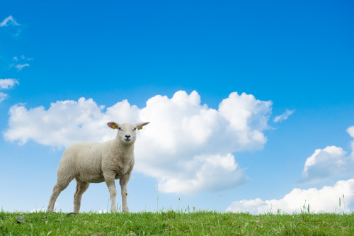 Genetycznie zmodyfikowane owce z genem HD mogą przyczynić się do przekazania leczenia z labolatorium do chorych   