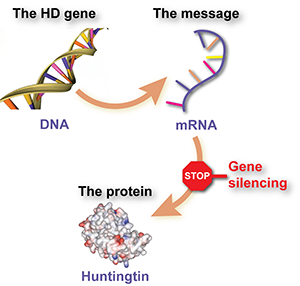 Wyciszenie genu zmniejsza produkcję huntingtyny poprzez zapobieganie czytania przez komórki RNA huntingtyny.  