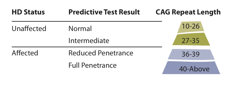 Tabela podsumowująca różne możliwe wyniki testu na gen HD  