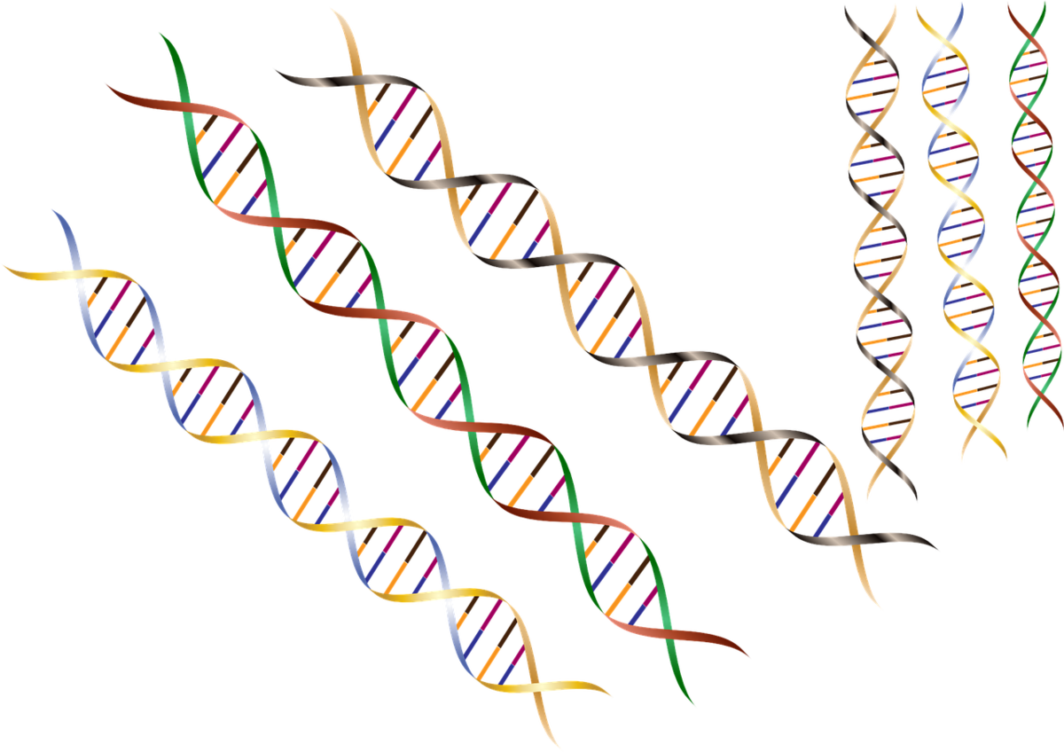 Modyfikatory genetyczne to niewielkie zmiany w zapisie DNA, które mogą przyczyniać się do wcześniejszego wystąpienia objawów u osób z chorobą Huntingtona.  
