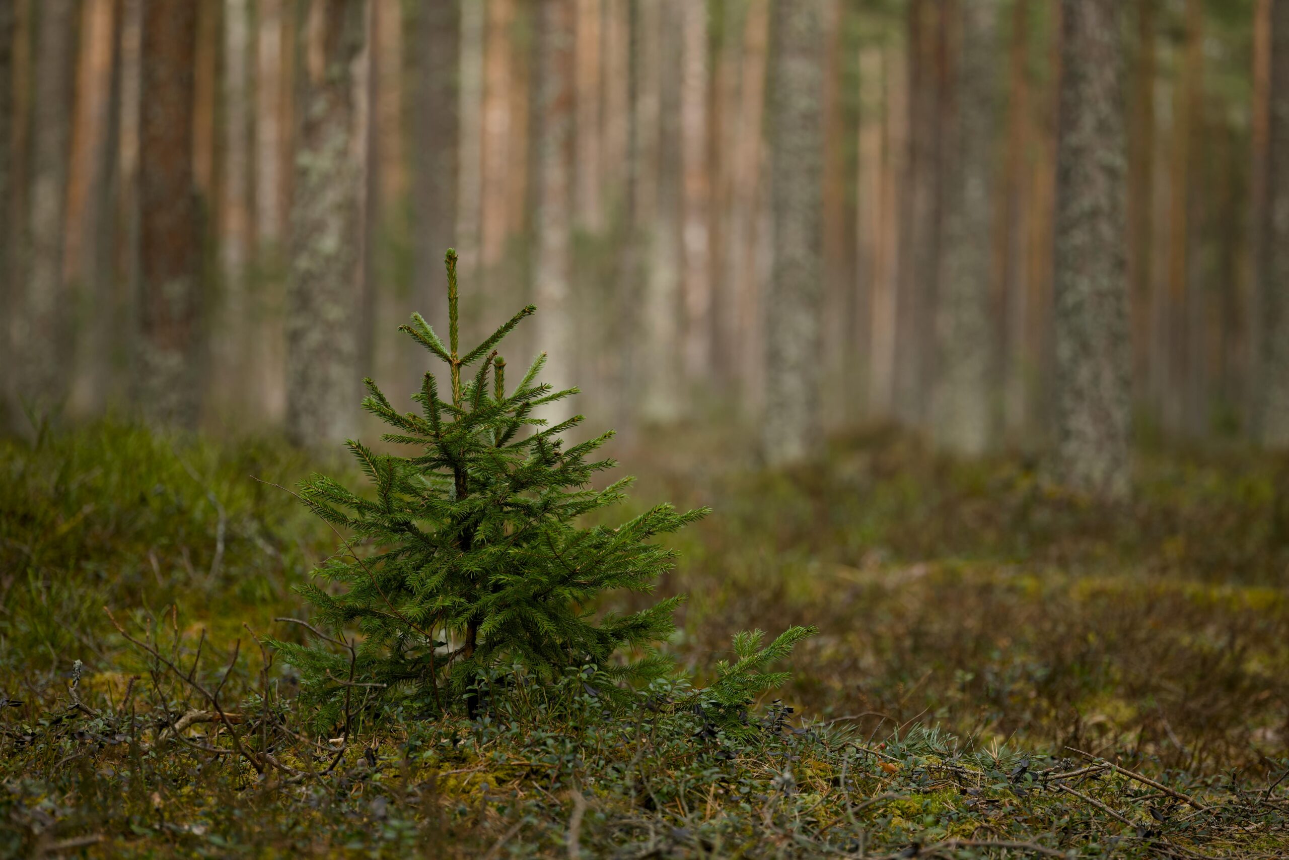 Precyzyjne przycinanie za pomocą PROTAC: selektywne celowanie w toksyczną huntingtynę